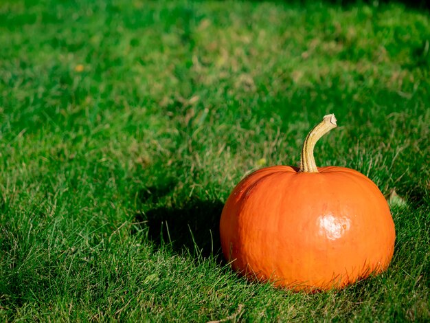 Zucca su un'erba sull'iarda ad ottobre