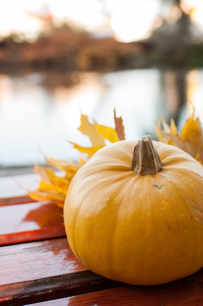 Zucca su una panchina del parco