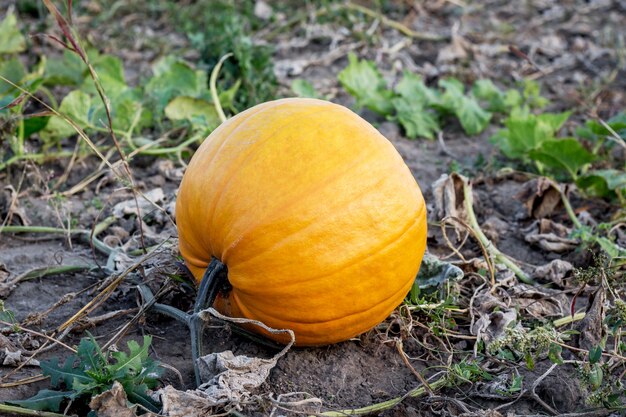 Zucca sul campo della fattoria