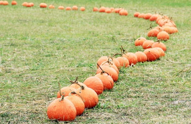 Zucca sul campo di terra.