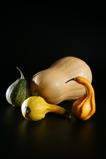 Zucca variopinta varia