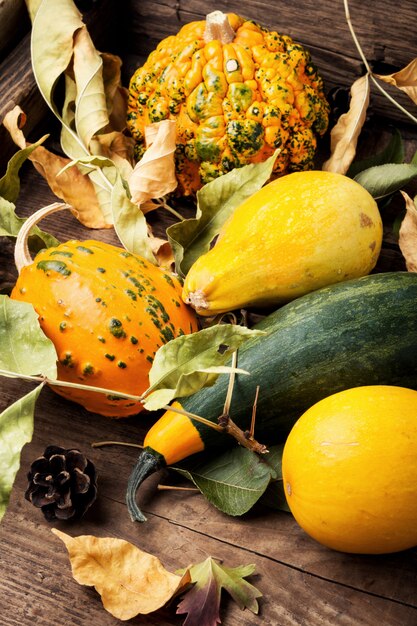 Zucca vendemmia autunnale