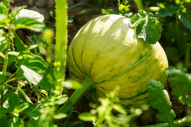 Zucca verde acerba in giardino in una giornata di sole. Nuovo raccolto. Avvicinamento.