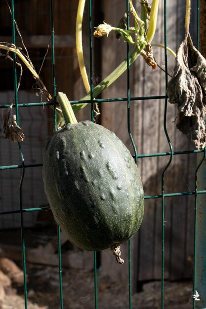 Zucca verde che cresce nel giardino su un recinto