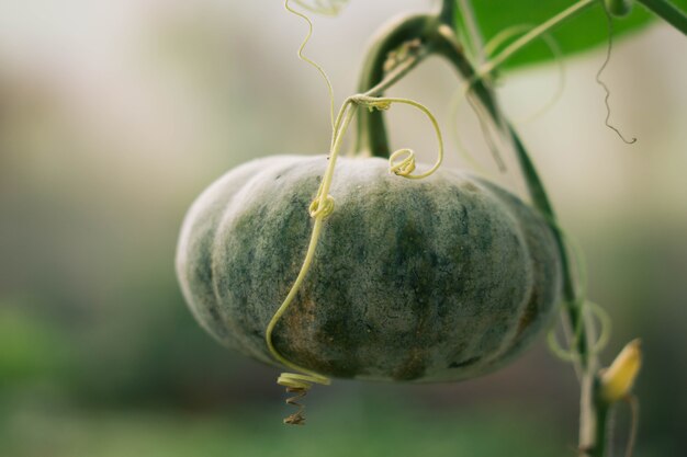 Zucca verde organica nel giardino