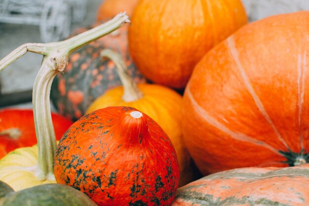 Zucche arancioni. Raccolto e concetto autunnale