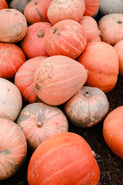 Zucche arancioni su un campo di fattoria Patch di zucca Zucca di Halloween Decorazioni di zucca