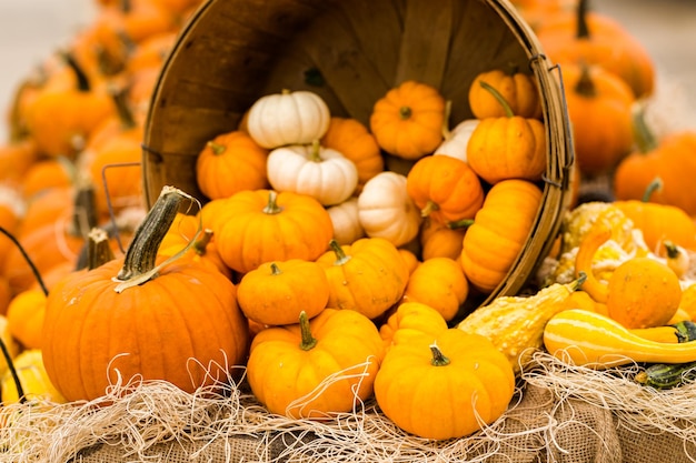 Zucche arancioni sulla zucca.