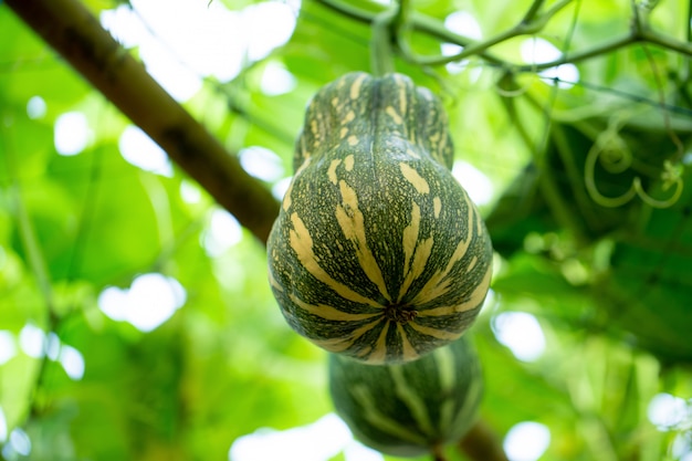 Zucche che pendono dal recinto di bambù nel giardino