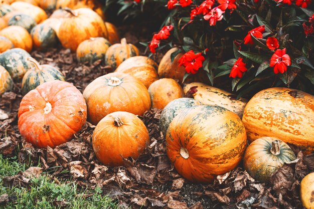 Zucche colorate del raccolto autunnale diverse varietà al mercato agricolo o al festival stagionale