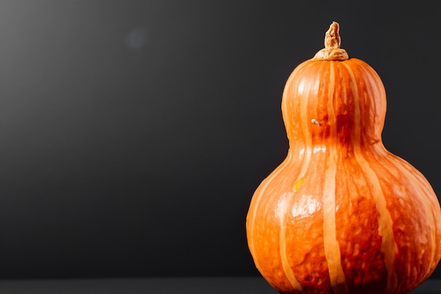 Zucche con bellissimi motivi e motivi naturali possono essere utilizzate per Halloween è davvero affascinante