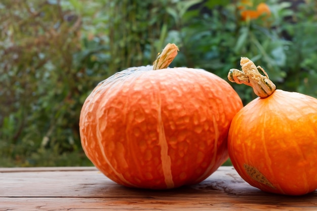 Zucche con bellissimi motivi e motivi naturali possono essere utilizzate per Halloween è davvero affascinante