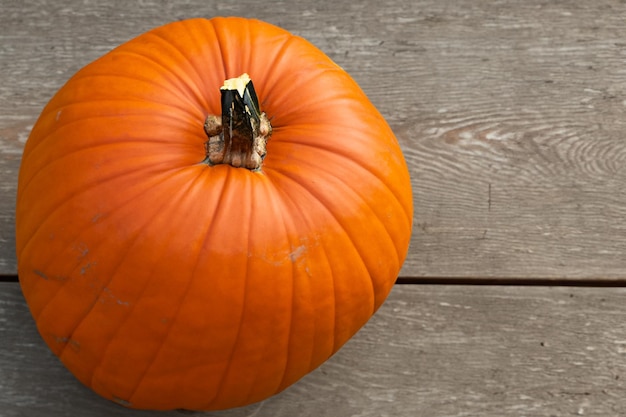 Zucche con bellissimi motivi e motivi naturali possono essere utilizzate per Halloween è davvero affascinante