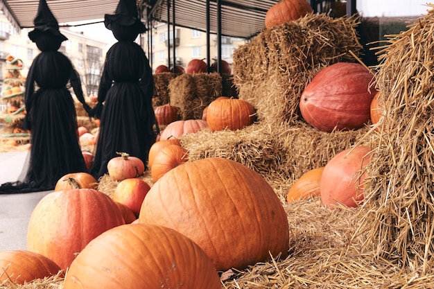 Zucche decorative al mercato della fattoria si erge su covoni di fieno. Stagione delle vacanze del Ringraziamento e decorazioni spaventose di Halloween con streghe nere. Bambini dolcetto o scherzetto.