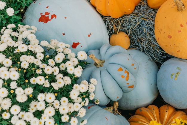 Zucche decorative arancioni e blu fiori all'aperto e decorazioni di Halloween all'aperto