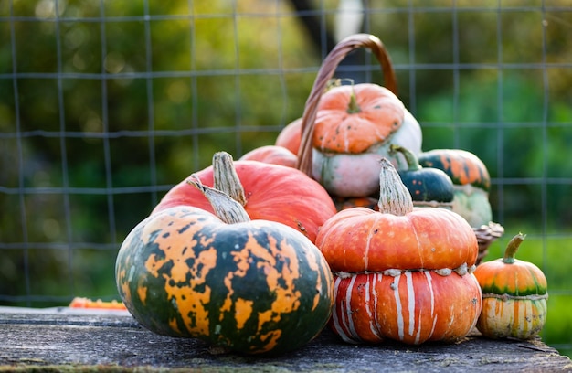 Zucche decorative autunnali Ringraziamento o concetto di raccolta delle vacanze di Halloween