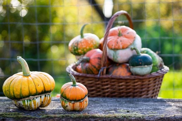 Zucche decorative autunnali Ringraziamento o concetto di raccolta delle vacanze di Halloween