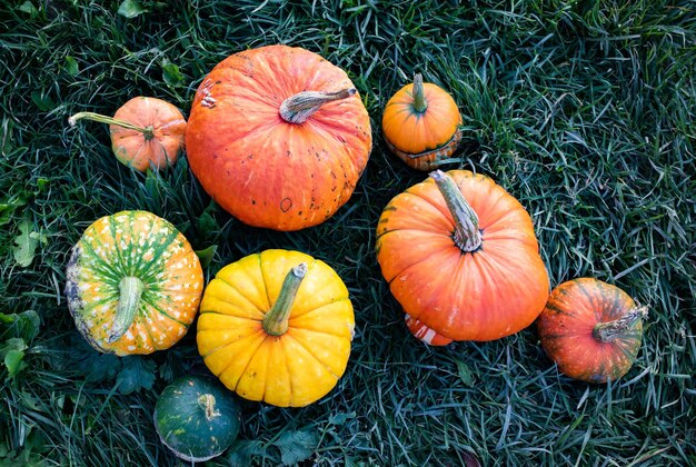 Zucche decorative autunnali Ringraziamento o concetto di raccolta delle vacanze di Halloween