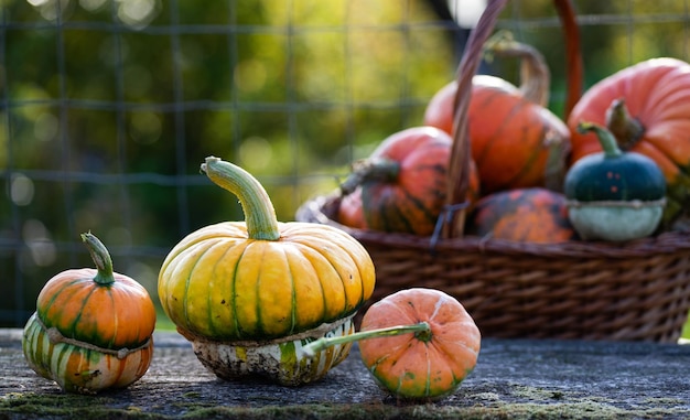 Zucche decorative autunnali Ringraziamento o concetto di raccolta delle vacanze di Halloween