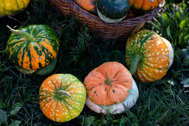 Zucche decorative autunnali Ringraziamento o concetto di raccolta delle vacanze di Halloween