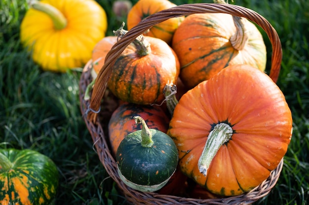 Zucche decorative autunnali Ringraziamento o concetto di raccolta delle vacanze di Halloween