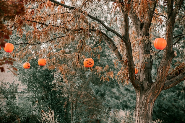 Zucche decorative che pendono dagli alberi