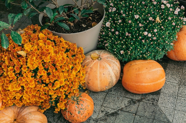 Zucche decorative fiori all'aperto e decorazioni di Halloween all'aperto Raccolta e decorazione del giardino