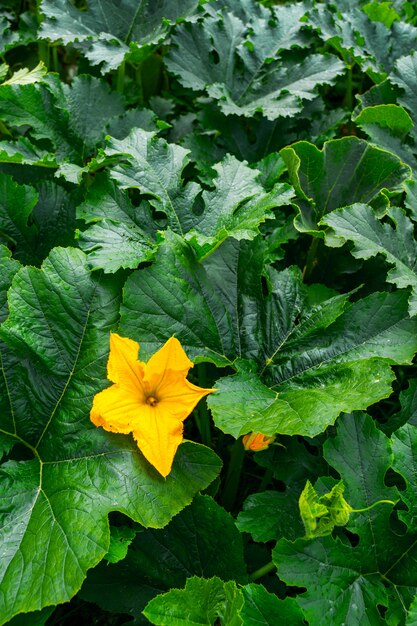 Zucche dei fiori delle inflorescenze nel giardino.