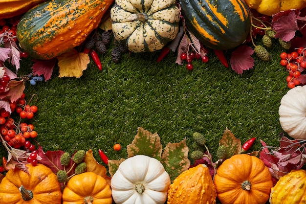 Zucche del raccolto autunnale di Halloween Zucche di diverse varietà e dimensioni su erba verde e foglie autunnali banner con zucche e posto per il testo