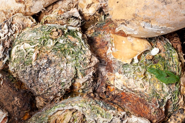 Zucche di cibo marcio non adatte al cibo