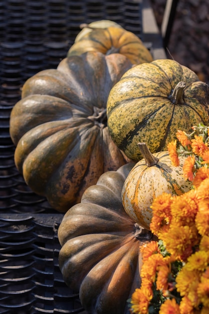 Zucche di Halloween arancioni su una pila di fieno o paglia in una giornata di sole Decorazioni di Halloween