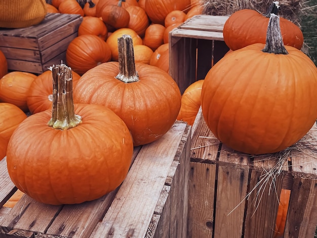 Zucche di Halloween e decorazioni per le vacanze nella stagione autunnale raccolto di zucca in campo rurale e agricoltura stagionale all'aperto in natura