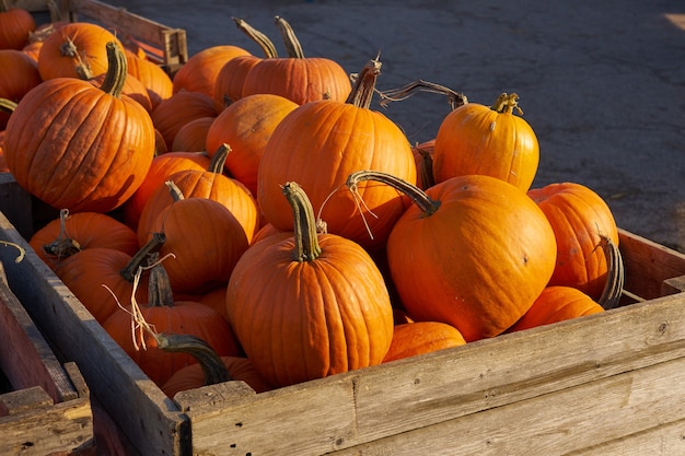 Zucche di Halloween in scatole di legno sul mercato.