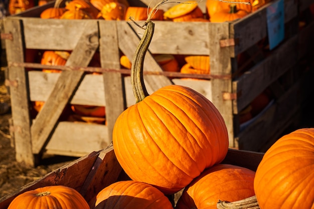 Zucche di Halloween in scatole di legno sul mercato.