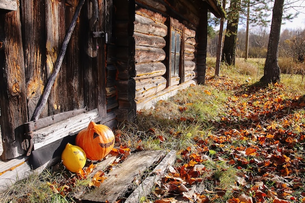 Zucche divertenti di Halloween nel parco autunnale con foglie d'autunno sul vecchio fondo della porta di legno stagionato.