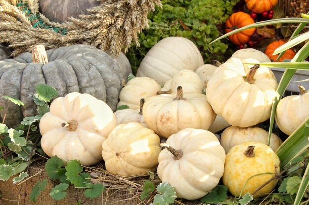 Zucche e zucche organiche colorate sulla fiera agricola. Raccolta del concetto di tempo autunnale. Giardino f