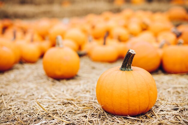 Zucche fresche su fieno Halloween e Ringraziamento