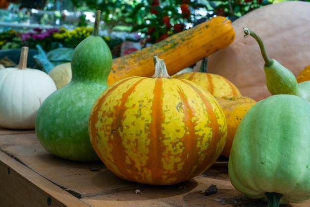 Zucche gialle e verdi sul mercato