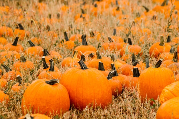 Zucche grandi e piccole all'orto delle zucche all'inizio dell'autunno.