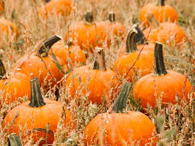 Zucche grandi e piccole all'orto delle zucche all'inizio dell'autunno.