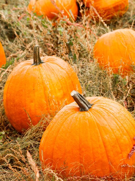 Zucche grandi e piccole all'orto delle zucche all'inizio dell'autunno.