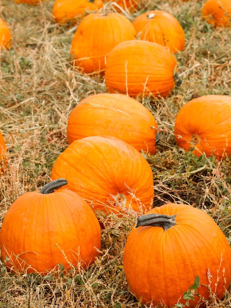 Zucche grandi e piccole all'orto delle zucche all'inizio dell'autunno.