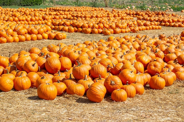 Zucche in un campo di zucche in autunno in una fattoria