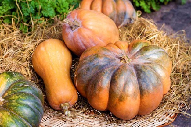 Zucche intere fresche di diverse forme, che sul fieno