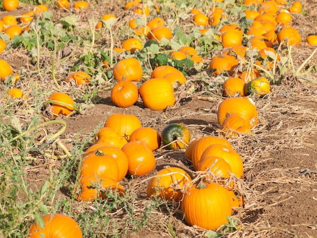 Zucche mature al campo di zucca.