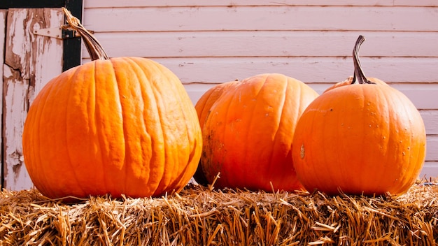 Zucche mature al campo di zucca.