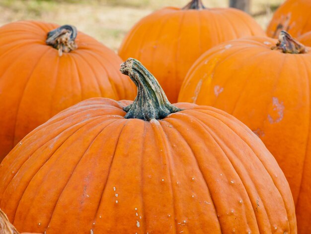 Zucche mature al campo di zucca.