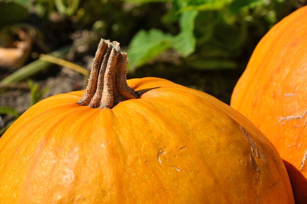 Zucche mature ravvicinate che crescono in campo, pronte per il raccolto nella stagione autunnale, vista dall'alto