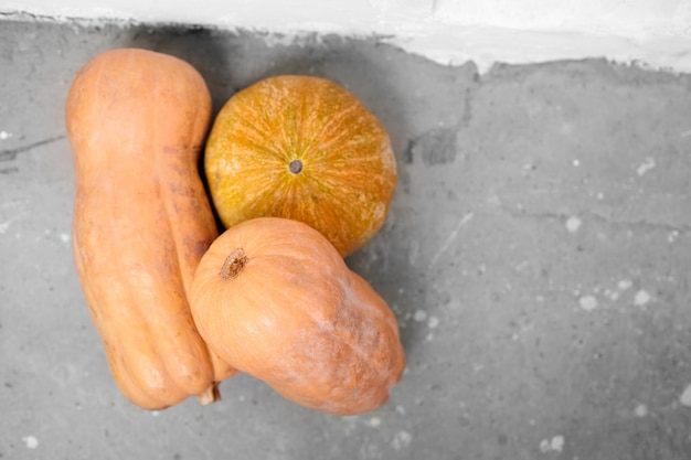 Zucche o zucche butternut sulla superficie di calcestruzzo grigia