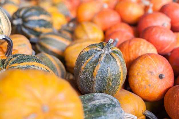 Zucche, raccolta autunnale, piccola zucca, trama o sfondo autunnale